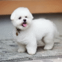 Bichon Frise Fluffy Charm – Cute Puppy Keychain - Image 2