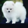 Fluffy Pomeranian Charm – Cute Puppy Keychain - Image 2